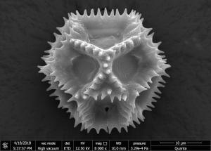 <a href="https://ntm-naturearchive.openmuseum.tw/muse/digi_object/f2173e0d4d12ac450c2ca22de11d1be2" target="_blank">刀傷草／國立臺灣博物館</a>