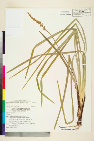 <a href="https://brmas.openmuseum.tw/muse/digi_object/c40e869fe325e313c68ac5264a840035" target="_blank">闊葉麥門冬／中央研究院生物多樣性研究博物館植物標本館 (HAST)</a>