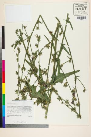 <a href="https://brmas.openmuseum.tw/muse/digi_object/c40f57748c757a9dc53948d6c43589cb" target="_blank">菊苣／中央研究院生物多樣性研究博物館植物標本館 (HAST)</a>
