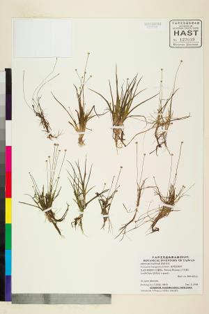 <a href="https://brmas.openmuseum.tw/muse/digi_object/c411dcd22c118daa9ccdbceff9b9e236" target="_blank">連萼穀精草／中央研究院生物多樣性研究博物館植物標本館 (HAST)</a>