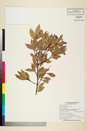 <a href="https://brmas.openmuseum.tw/muse/digi_object/c41aff9875fef4789536636ba67d0657" target="_blank">樟屬／中央研究院生物多樣性研究博物館植物標本館 (HAST)</a>