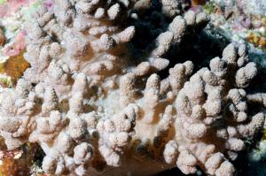 大足指形軟珊瑚