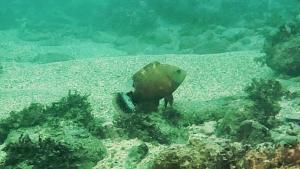 <a href="https://taieol.tw/muse/digi_object/5d26520ffca5ea6c98c2397a0d73eac2" target="_blank">綠尾唇魚／By：r_lai／iNaturalist</a>
