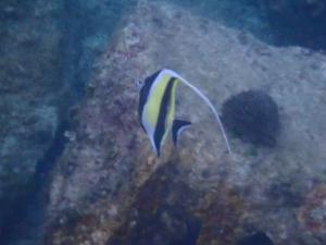 <a href="https://taieol.tw/muse/digi_object/16af322d9252ff86a0622dfe0b61012a" target="_blank">角蝶魚／By：sdyaung／iNaturalist</a>