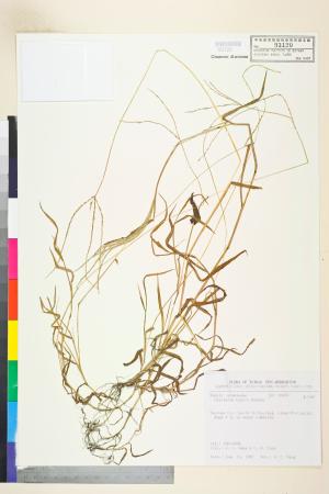 <a href="https://brmas.openmuseum.tw/muse/digi_object/c43d8f02b735ca1945d91396f7757d0b" target="_blank">亨利馬唐／中央研究院生物多樣性研究博物館植物標本館 (HAST)</a>