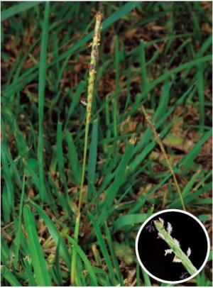 <a href="https://taieol.tw/muse/digi_object/054507edf5a226c5ec4eda9cedfdc461" target="_blank">蜈蚣草／By：金門植物誌／金門國家公園管理處</a>