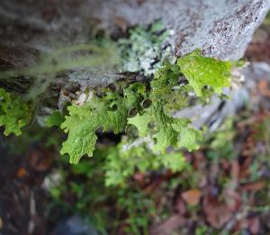 <a href="https://taieol.tw/muse/digi_object/fec75d0917fea65c86f4cd8ec59be5f3" target="_blank">肺衣／By：agujaceratops／iNaturalist</a>