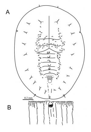 Tuberaleyrodes bobuae  Takahashi, 1934