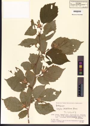 <a href="https://brmas.openmuseum.tw/muse/digi_object/c47abc71b7fb73a357dbb13546fbff7a" target="_blank">榛屬／中央研究院生物多樣性研究博物館植物標本館 (HAST)</a>