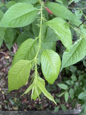 <a href="https://taieol.tw/muse/digi_object/2530767ed6a51446bf6ab3f934020da4" target="_blank">山櫻花／By：eggjim／iNaturalist</a>