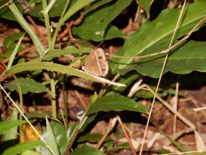 <a href="https://taieol.tw/muse/digi_object/74bd4139e5c30c468edf2ad6209161c5" target="_blank">眉眼蝶／By：lava_chen／iNaturalist</a>