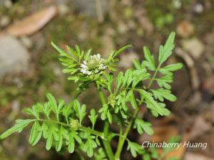 <a href="https://taieol.tw/muse/digi_object/d356df0d74979cfc03ae56732a7eab21" target="_blank">水花菜／By：chinaberryhuang／iNaturalist</a>