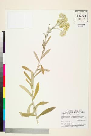 <a href="https://brmas.openmuseum.tw/muse/digi_object/c49cde2d94b1780753f0cf612b8aebac" target="_blank">紅面番／中央研究院生物多樣性研究博物館植物標本館 (HAST)</a>