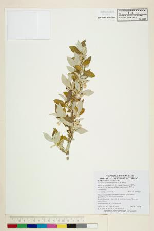 <a href="https://brmas.openmuseum.tw/muse/digi_object/c4a5347764a8862df4a7dbb7dc90ffa7" target="_blank">小葉胡頹子／中央研究院生物多樣性研究博物館植物標本館 (HAST)</a>