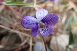 <a href="https://taieol.tw/muse/digi_object/4d217b6e9e9354107d795f6c4526ba39" target="_blank">紫花地丁／By：yyykkyyykk／iNaturalist</a>