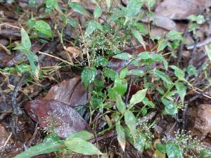 <a href="https://taieol.tw/muse/digi_object/bbf8f13d63a1a5b84c808ca3eda2234b" target="_blank">稃藎／By：deerjacksonhu／iNaturalist</a>