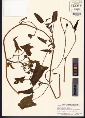 <a href="https://brmas.openmuseum.tw/muse/digi_object/c4daeac41702b3c27eecea494b7adbc5" target="_blank">甕菜(草菜)／中央研究院生物多樣性研究博物館植物標本館 (HAST)</a>