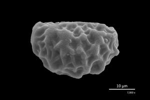 <a href="https://ntm-naturearchive.openmuseum.tw/muse/digi_object/eb4cba2cf1d840c602e9894493b30eae" target="_blank">栗蕨／國立臺灣博物館</a>