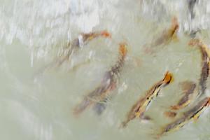 <a href="https://taieol.tw/muse/digi_object/92286d4b0bf1e043d0045685d77c4d59" target="_blank">魚虎／By：jhihweitsai／iNaturalist</a>