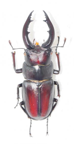 Prosopocoilus motschulskii 高砂鋸鍬形蟲