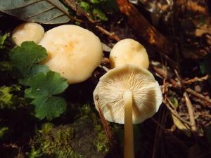 Rhodocollybia maculata(斑紅金錢菇)