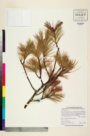 <a href="https://brmas.openmuseum.tw/muse/digi_object/c526475084b3eb88f38fef97b9431f2f" target="_blank">台灣華山松／中央研究院生物多樣性研究博物館植物標本館 (HAST)</a>