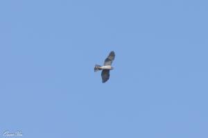 <a href="https://taieol.tw/muse/digi_object/0a8eb67e7be0dfaf9e4685d27184def7" target="_blank">北雀鷹／By：oscaryin／iNaturalist</a>
