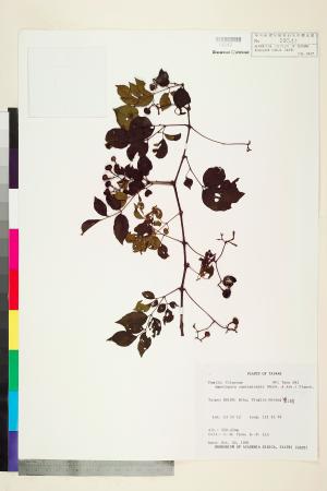 <a href="https://brmas.openmuseum.tw/muse/digi_object/c530bd816dbc8e76f9c9a4a678861802" target="_blank">廣東山葡萄／中央研究院生物多樣性研究博物館植物標本館 (HAST)</a>