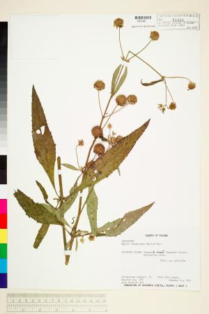 <a href="https://brmas.openmuseum.tw/muse/digi_object/c532d4711990f110859421d70756f6de" target="_blank">頭花香苦草(白冇骨消)／中央研究院生物多樣性研究博物館植物標本館 (HAST)</a>