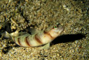 <a href="https://fishdb.sinica.edu.tw/muse/digi_object/b890e09538d73dd96cd58d7e15c94145" target="_blank">Amblyeleotris japonica@fishdb-media-5209／郭道仁</a>