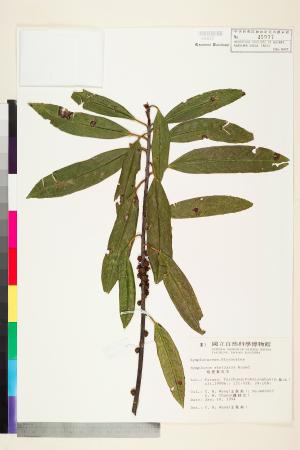 <a href="https://brmas.openmuseum.tw/muse/digi_object/c55fbea440d1bcdf518821d2913cb481" target="_blank">枇杷葉灰木／中央研究院生物多樣性研究博物館植物標本館 (HAST)</a>