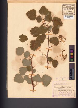 <a href="https://brmas.openmuseum.tw/muse/digi_object/c5629275436c426b7796a72ba3133ba6" target="_blank">繡球繡線菊／中央研究院生物多樣性研究博物館植物標本館 (HAST)</a>