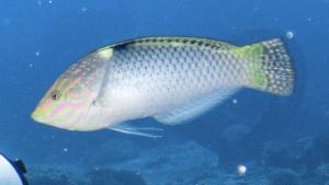 <a href="https://taieol.tw/muse/digi_object/75644e2741cf3d00fe4c9df0b63b39dc" target="_blank">雲斑海豬魚／By：r_lai／iNaturalist</a>