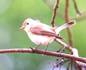 <a href="https://taieol.tw/muse/digi_object/0dbf5d2be04f8b5da7553023f5d22031" target="_blank">紅胸鶲／By：kellyshu／iNaturalist</a>