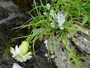 <a href="https://taieol.tw/muse/digi_object/05ef3125b32bccc2104383115b1849f6" target="_blank">玉山蠅子草／By：Hsiengan Huang／臺灣物種名錄(TaiCOL)</a>