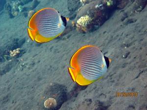 Chaetodon adiergastos  烏頂蝴蝶魚