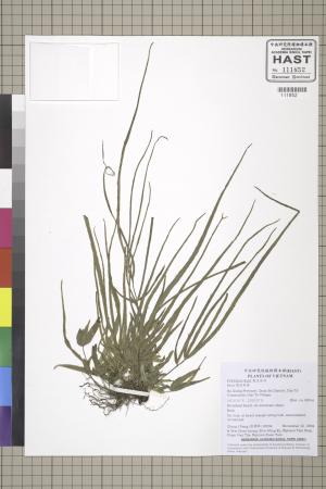 <a href="https://brmas.openmuseum.tw/muse/digi_object/c5e1a07bc00d979cbb5931290c256b49" target="_blank">鳳尾蕨屬／中央研究院生物多樣性研究博物館植物標本館 (HAST)</a>