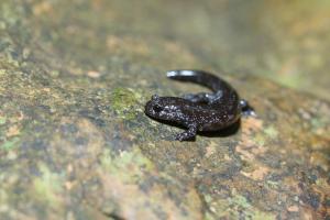 <a href="https://taieol.tw/muse/digi_object/c1f455807453901919c4ab60efe941f3" target="_blank">觀霧山椒魚／By：yulee／iNaturalist</a>