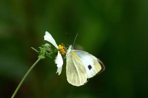 20090928_347349_Pieris canidia_a.jpg