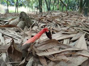 <a href="https://taieol.tw/muse/digi_object/d7870d5797c52e222f89a50ff7f7745b" target="_blank">細皺鬼筆／By：leaf0605／iNaturalist</a>
