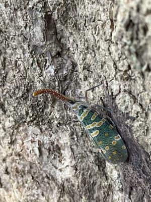 <a href="https://taieol.tw/muse/digi_object/464f237cd1e9996b063ffd01ac2b1d8c" target="_blank">龍眼雞／By：chonhang／iNaturalist</a>