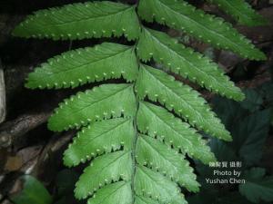 <a href="https://taieol.tw/muse/digi_object/cc5ab41684b1cae7658f1a86f14f64ff" target="_blank">臺北鱗蓋蕨／By：陳育賢／陳育賢</a>