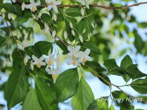 <a href="https://taieol.tw/muse/digi_object/f0744f7e3db840c616b15309976b4dbe" target="_blank">烏皮九芎／By：chinaberryhuang／iNaturalist</a>