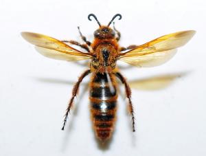 Scoliidae sp._陽明山 1