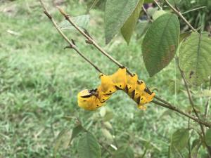 <a href="https://taieol.tw/muse/digi_object/9f22964bdbb20e65324955d43697dd7f" target="_blank">人面天蛾／By：buggi／iNaturalist</a>