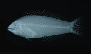 <a href="https://brmas.openmuseum.tw/muse/digi_object/bef669eecad9265b4eb6bd19315fd8d6" target="_blank">斑點海豬魚／中央研究院生物多樣性研究博物館動物標本館 (ASIZ)</a>
