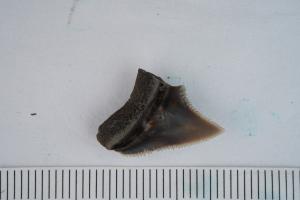 <a href="https://brmas.openmuseum.tw/muse/digi_object/a47eaae9aa1e7f9e2902ef3109d1bf9a" target="_blank">Carcharhinus obscurus／中央研究院生物多樣性研究博物館動物標本館 (ASIZ)</a>