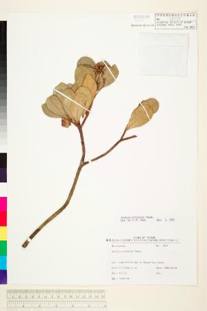 <a href="https://brmas.openmuseum.tw/muse/digi_object/c69cd26c030b055a68cbce6abef6363c" target="_blank">蘭嶼紫金牛／中央研究院生物多樣性研究博物館植物標本館 (HAST)</a>