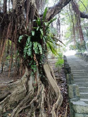 <a href="https://taieol.tw/muse/digi_object/abfccaf47b6900844a628dce1d758277" target="_blank">東洋山蘇花／By：hua5／iNaturalist</a>