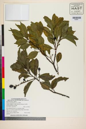 <a href="https://brmas.openmuseum.tw/muse/digi_object/c6e302904155846c0ead53ff06d464c2" target="_blank">紅葉樹／中央研究院生物多樣性研究博物館植物標本館 (HAST)</a>